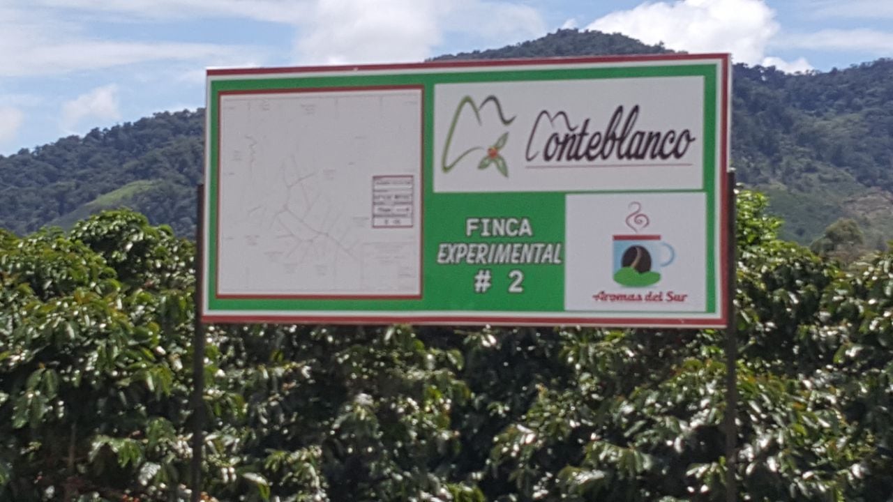 Colombia - MONTEBLANCO | Purple Caturra PINEAPPLE WASHED
