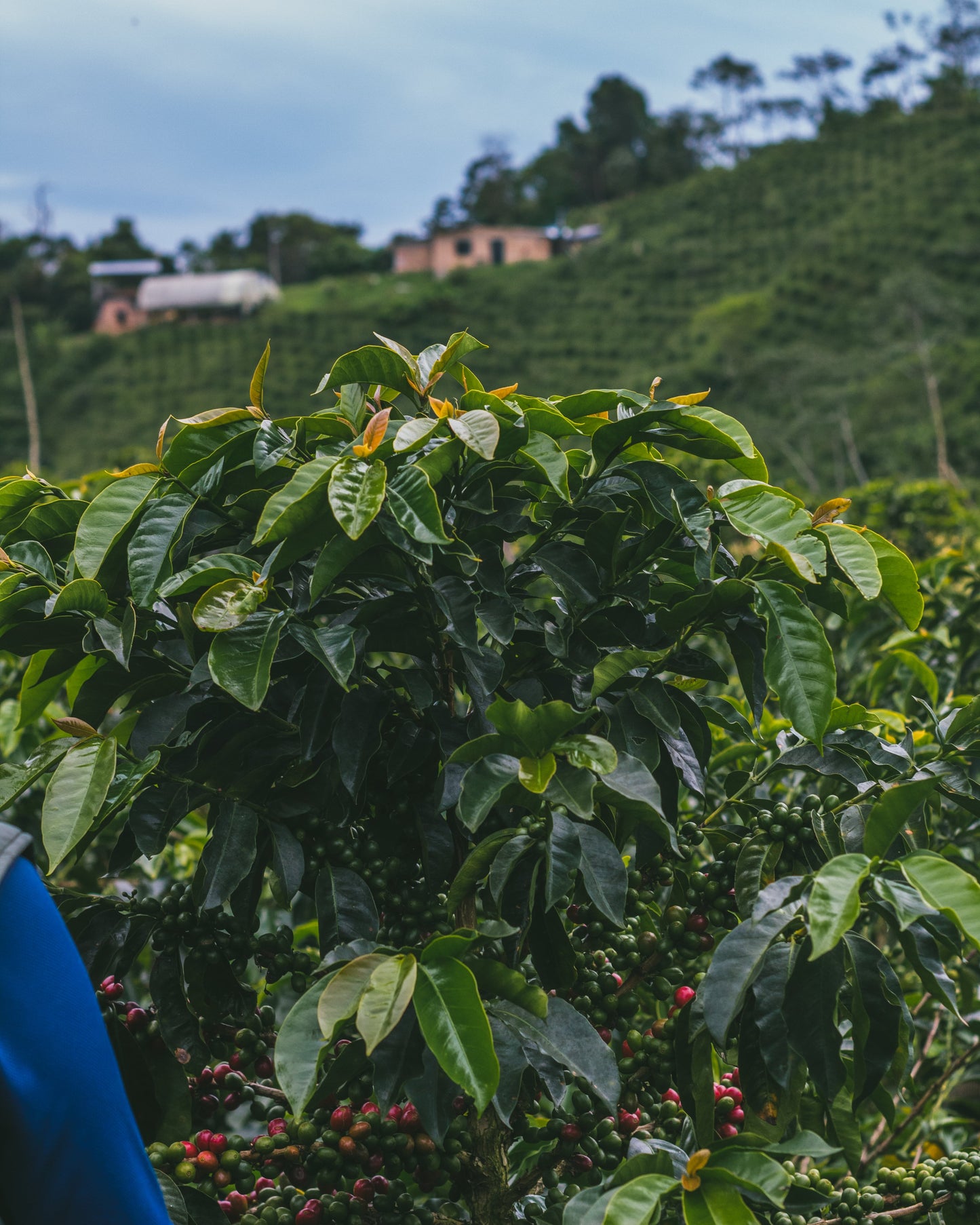 Colombia - MONTEBLANCO | Purple Caturra PINEAPPLE WASHED