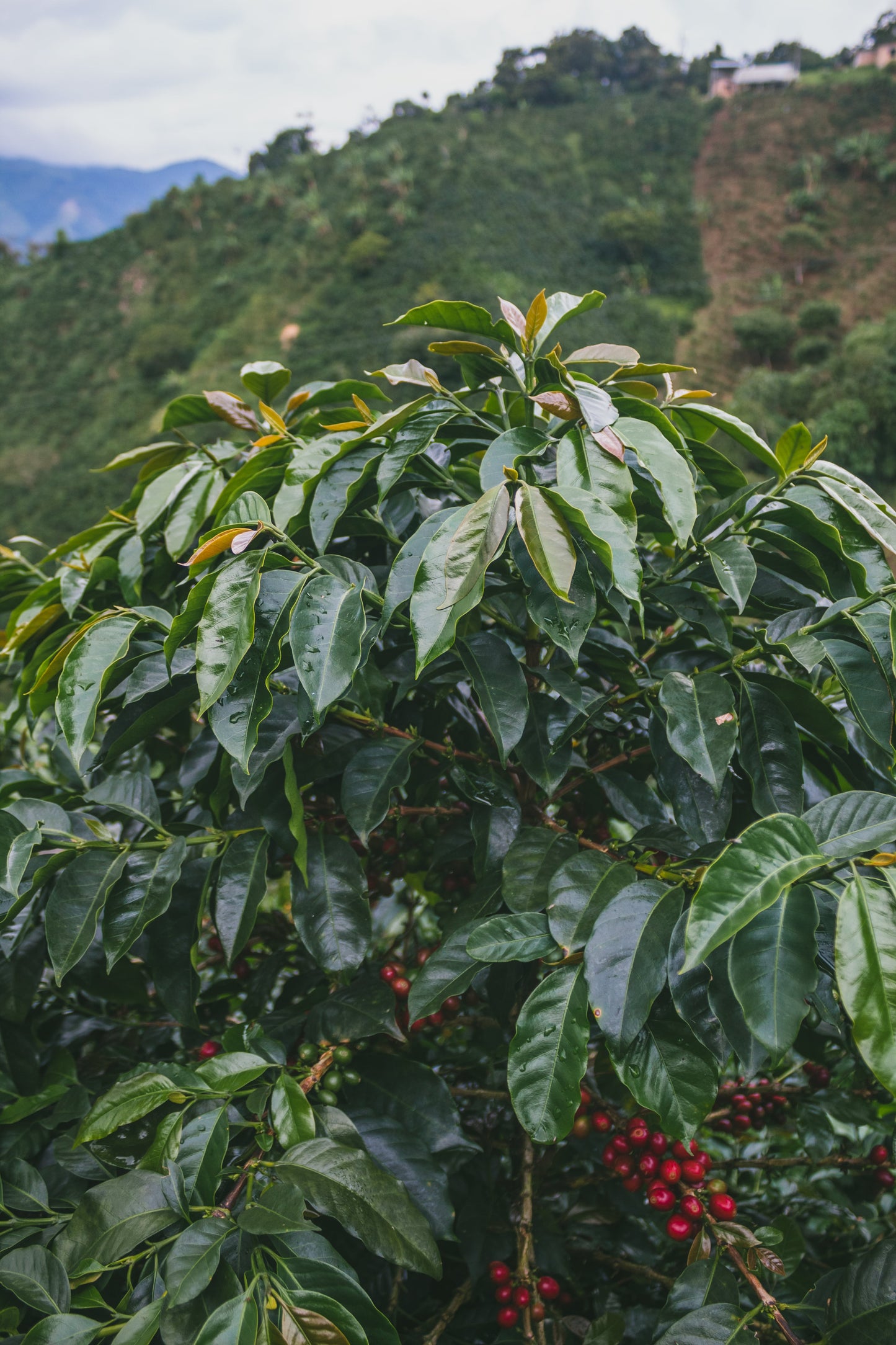 Colombia - MONTEBLANCO | Purple Caturra PINEAPPLE WASHED